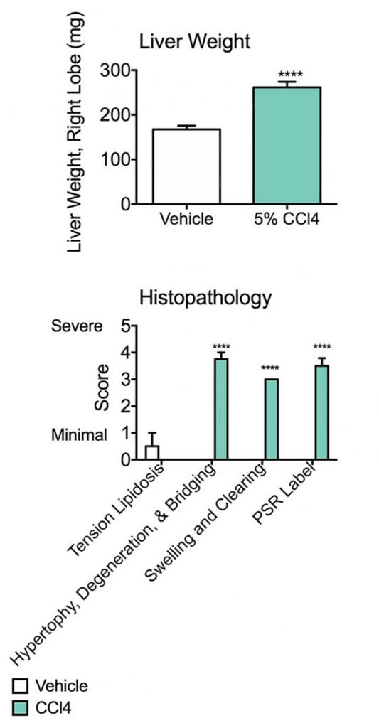 Liver weight and Histopathology