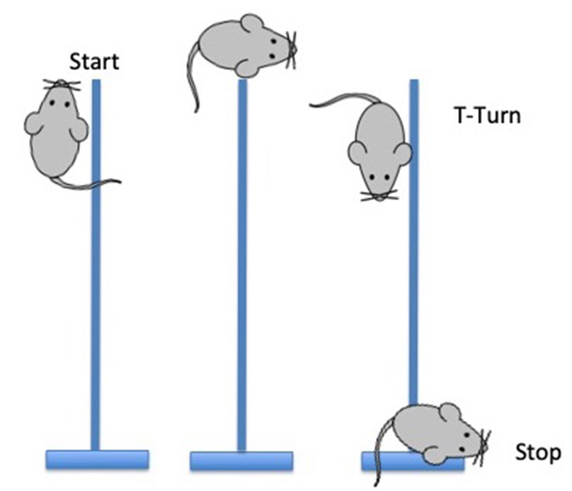 Image of mice maneuvering up a vertical pole and descending to the cage floor during the pole test.